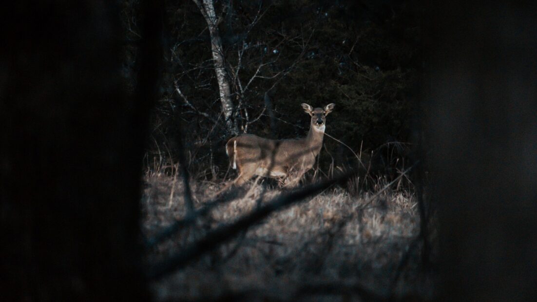 brown deer in forest