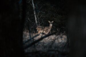 brown deer in forest