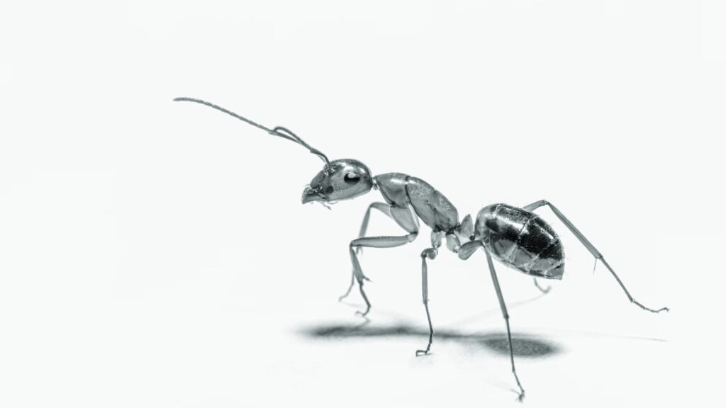 Proverbs 6:6-8 Go to the ant